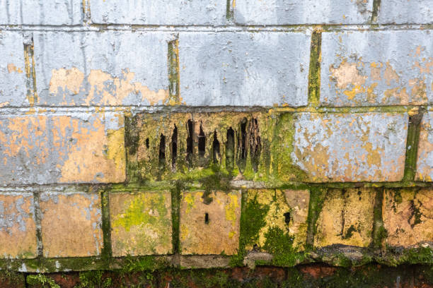 textura tijolo do porão da casa com manchas enferrujadas e mofo - 11874 - fotografias e filmes do acervo