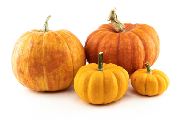 istock fresh orange pumpkin set harvest autumn on white isolated background 1339039639