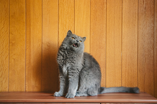 Chartreux cat with mouth open