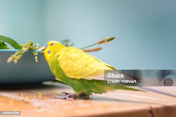 Young Yellow Budgie Playing At Home Stockfoto en meer beelden van Parkiet - Parkiet, Huiselijk leven, Binnenopname