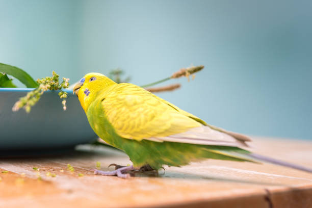 Young Yellow  Budgie Playing at Home