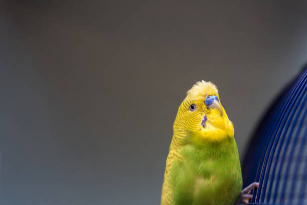 istock Young Yellow  Budgie Playing at Home 1339043307
