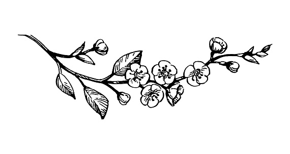 Blooming cherry branch. Flowers and leaves. Ink sketch isolated on white background. Hand drawn vector illustration. Vintage style stroke drawing.