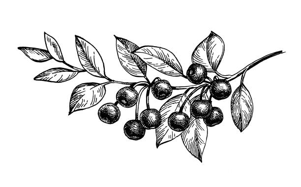 3,812 Fruit Tree Sketch Illustrations & Clip Art - iStock