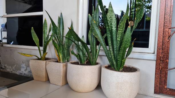 Sansevieria or mother-in-law's tongue plant Sansevieria on house terrace sanseveria trifasciata stock pictures, royalty-free photos & images