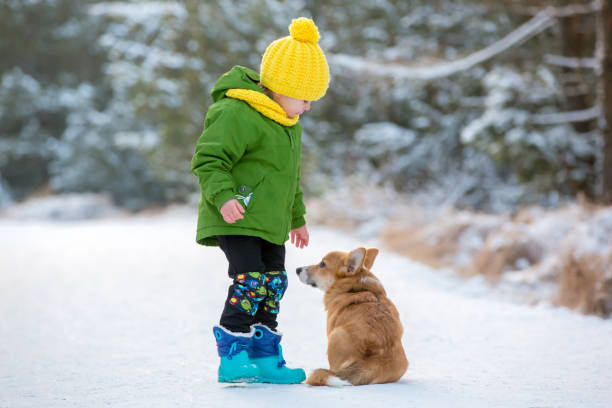 beau bambin blond enfant, garçon, jouant avec chiot corgi chien dans le parc des merveilles d’hiver - animal dog winter snow photos et images de collection