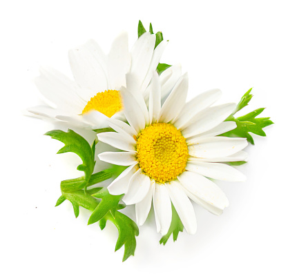 Flores de manzanilla o manzanilla aisladas sobre fondo blanco. Macro Margarita. Concepto de té de hierbas photo