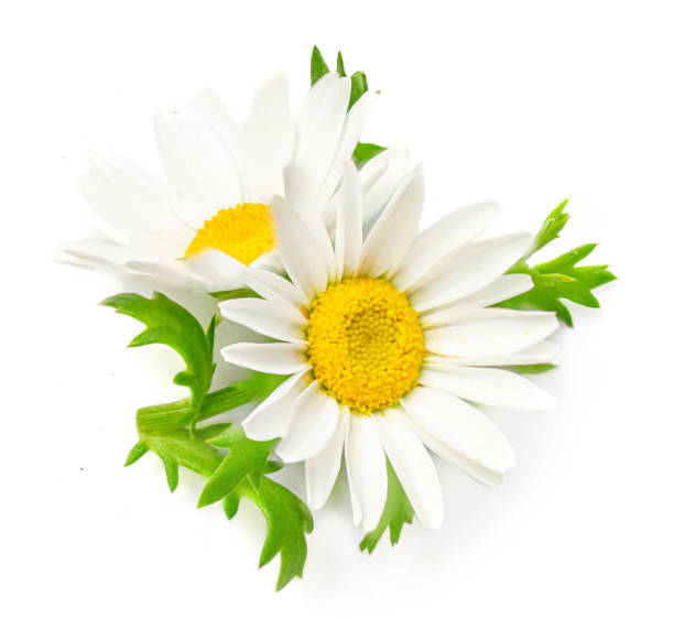 カモミールまたはカモミールの花は白い背景に隔離されています。デイジーマクロ。ハーブティーコンセプト - chamomile flower field chamomile plant ストックフォトと画像