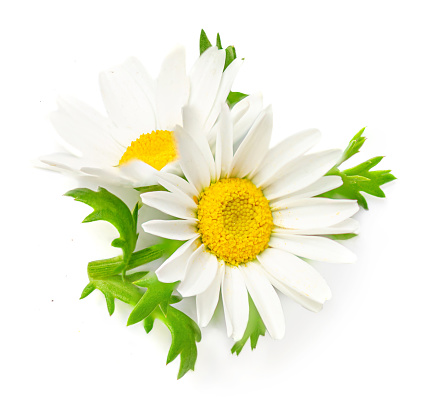 Chamomile or camomile flowers isolated on white background. Daisy macro. Herbal tea concept