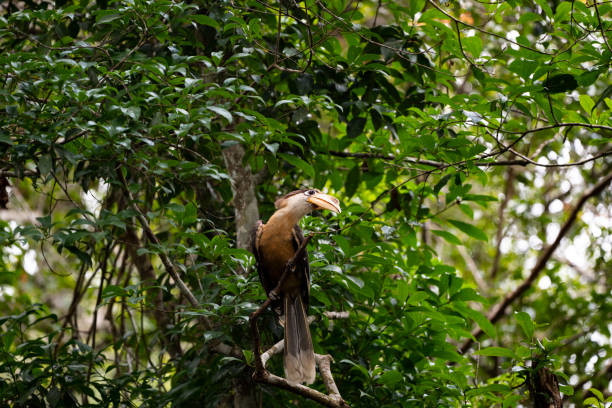 istock Austen 's Brown Hornbill 1339050642