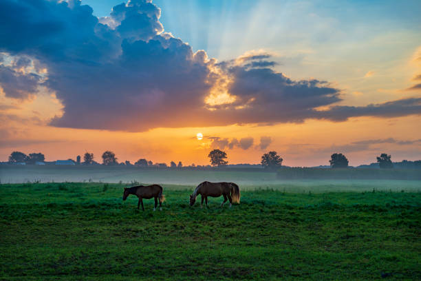 istock Horses at Sunrise 1339055227