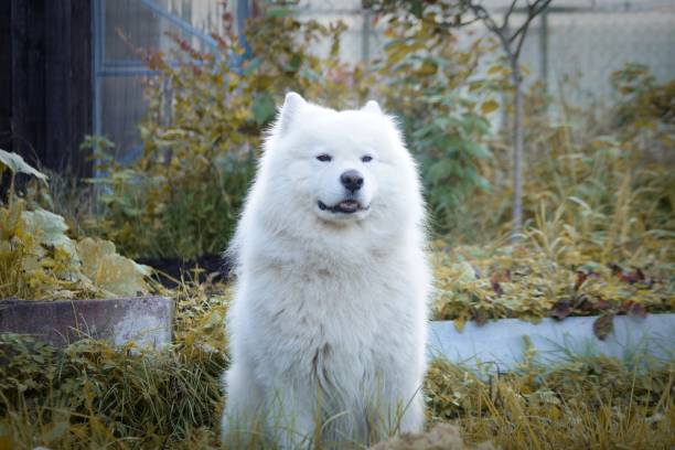 istock A Samoyed dog is sitting on the grass 1339056571