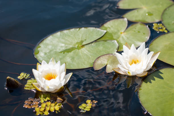istock Two white water lily blooming in the river 1339056918