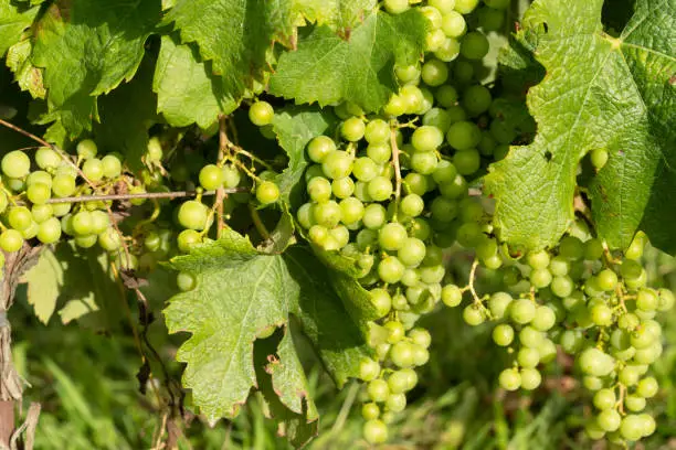 Photo of Unripe merlot grapes in a chateau in Saint-Emilion, Gironde, Nouvelle Aquitaine, France