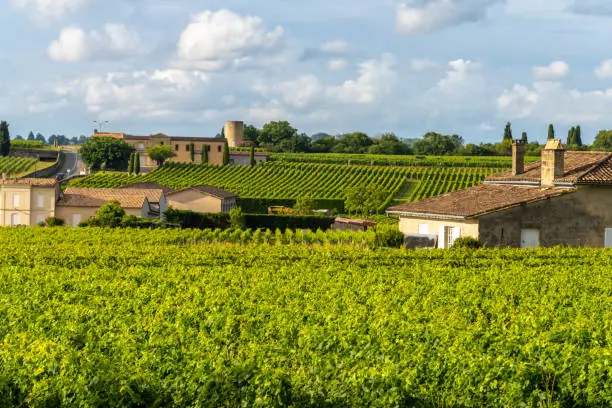 Photo of Vineyards on the hills of Saint-Emilion, Gironde, Nouvelle Aquitaine, France
