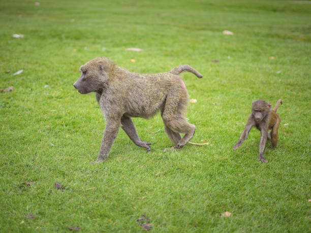 Baby baboon following mummy