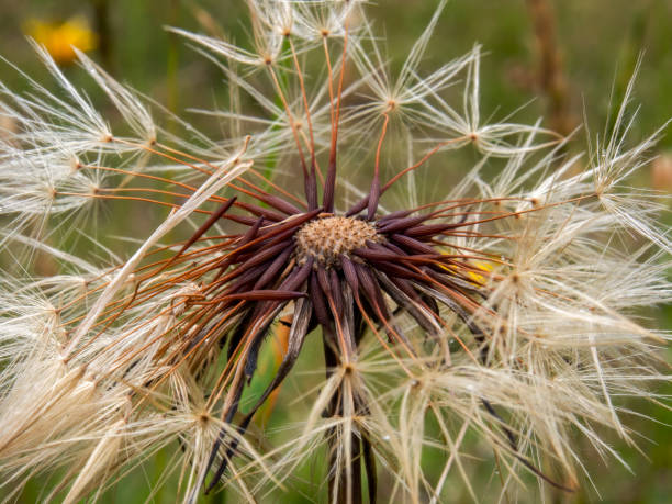 istock Macro photography of a dandelion seed head 1339059216