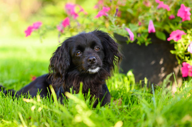 istock A small brooding dog lies on a summer lawn next to a flower bed 1339059324