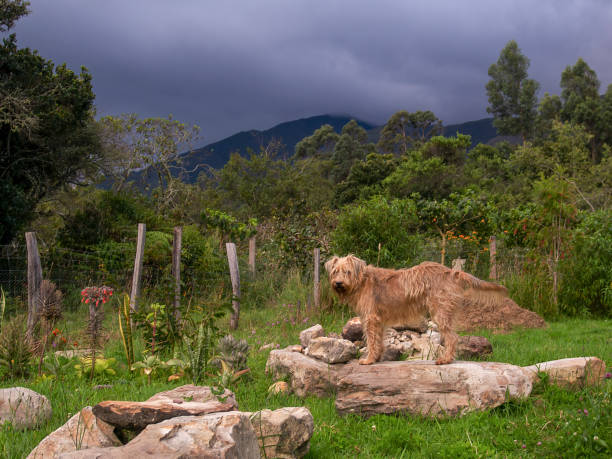 istock Portrait of a mongrel dog standing on a rock 1339059347