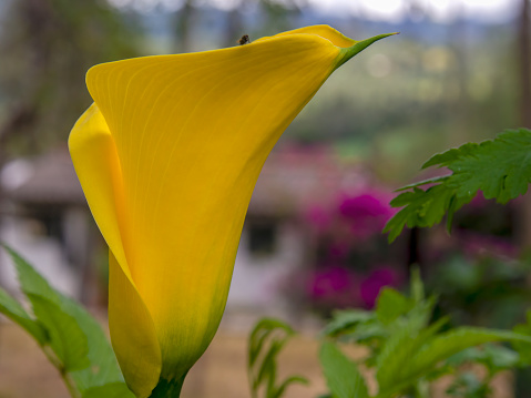 View of two calla lily flowers.