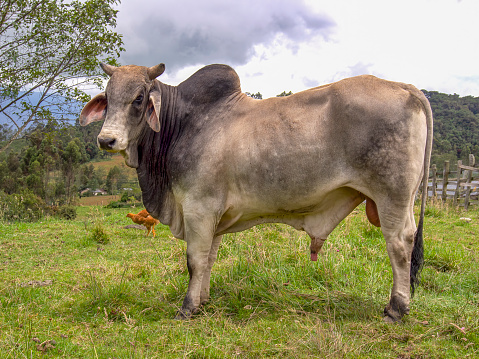 Portrait of a zebu bull standing on a field in a farm near the town of Arcabuco, in central Colombia.