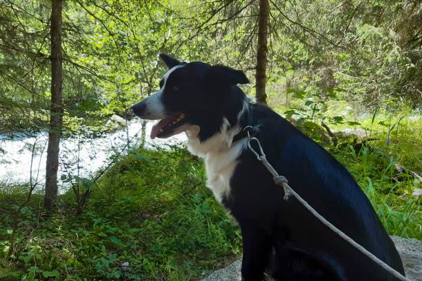 istock Border collie sitting in the woods 1339059828