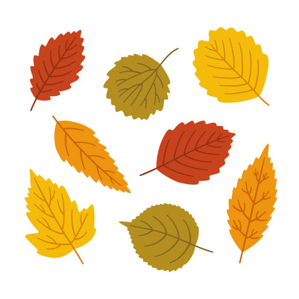 Autumn leaves in bright colors on white background. Autumn leaves set - alder, aspen, elm, linden and other. Fall foliage in yellow, red, orange, green colors. Elements for design. Vector illustration on white background. alder tree drawing stock illustrations