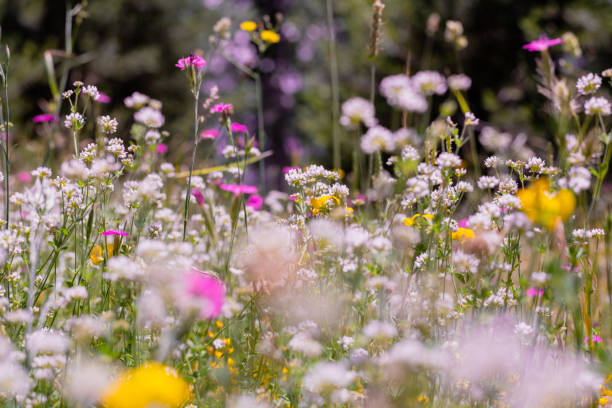 istock alpine meadow - white, pink and yellow flowers 1339060960