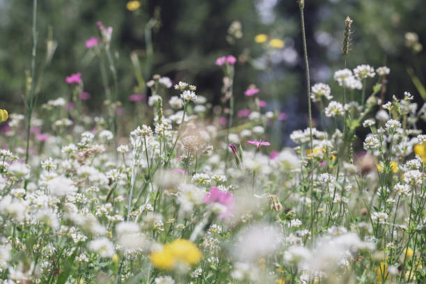 istock alpine meadow - white, pink and yellow flowers 1339060967
