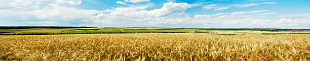 vista panoramica del campo di grano - landscaped sign farm landscape foto e immagini stock