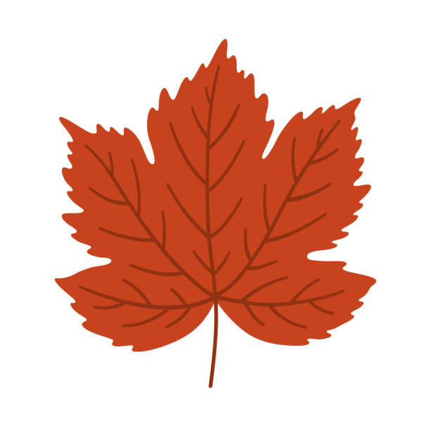 кленовый осенний лист на белом фоне, вектор. - maple leaf leaf autumn single object stock illustrations