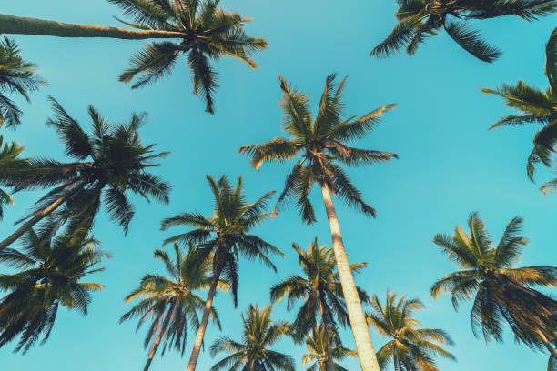 istock Tropical palm tree with sun light on sunset sky and cloud abstract background. 1339062362