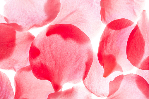 Red gerbera flower petals with water drops close up. Macro photography of gerbera flower petals with dew.