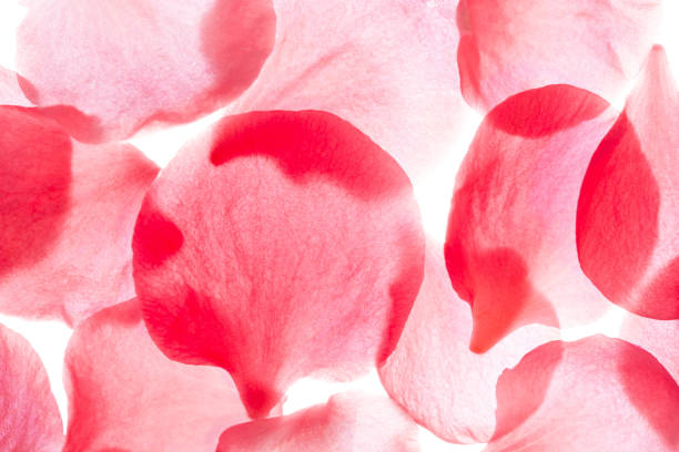 Rose Petals stock photo