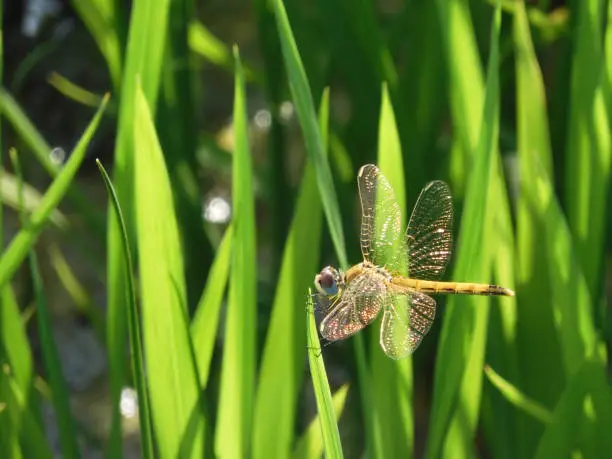 Photo of Yellow dragonfly red-veined darter or nomad (Sympetrum fonscolombii) perched on rice plant leaf, on green background. The rays of the sun reflect off their wings like gold. Female.