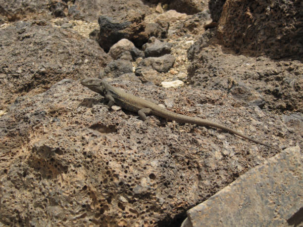 istock Young Gallot's lizard, Tenerife lizard, or Western Canaries lizard (Gallotia galloti ssp. galloti) above volcanic rocks 1339065239