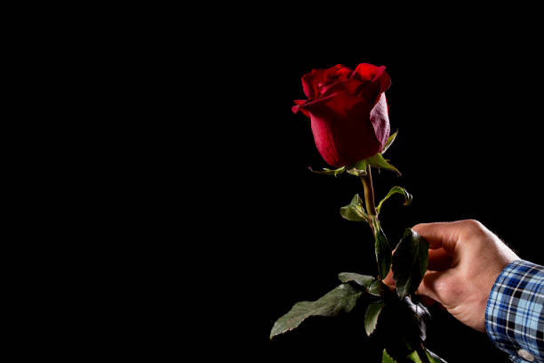 istock Romantic relationship. Male hand present one reds rose. Dating time. 1339065320