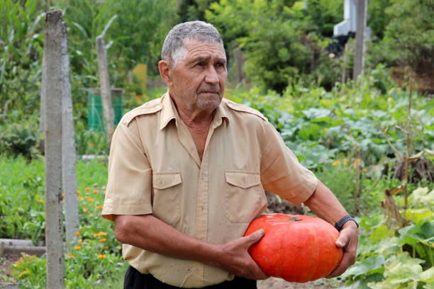 istock Old farmer carries pumpkin from a garden 1339066399
