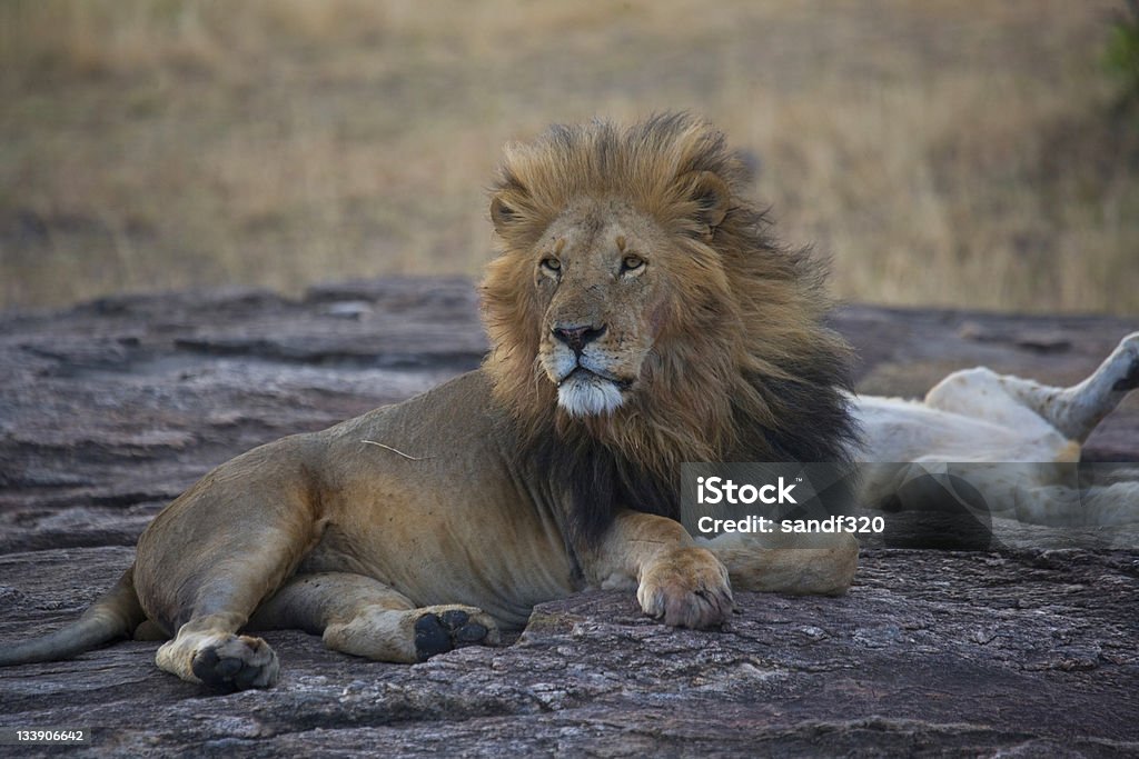 Male Lion in the Masai Mara Adult Stock Photo