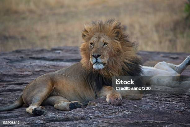 Male Lion In The Masai Mara Stock Photo - Download Image Now - Adult, Africa, Animal