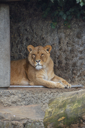 Female Lion Looking At The Artis Zoo Amsterdam The Netherlands 13-4-2018