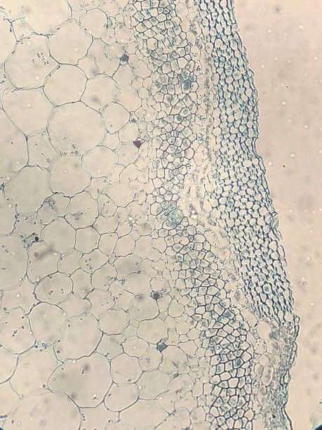 istock Microscope view about stem of pumpkin 1339066796