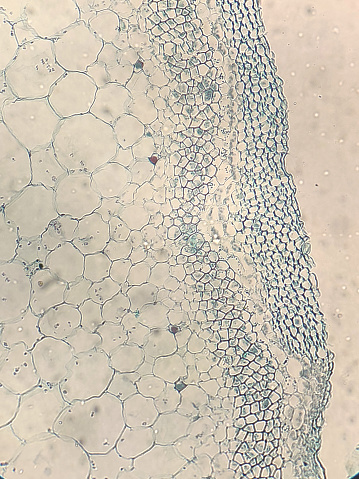 The xylem and phloem that make up the vascular tissue of the stem are arranged in distinct strands called vascular bundles, which run up and down the length of the stem