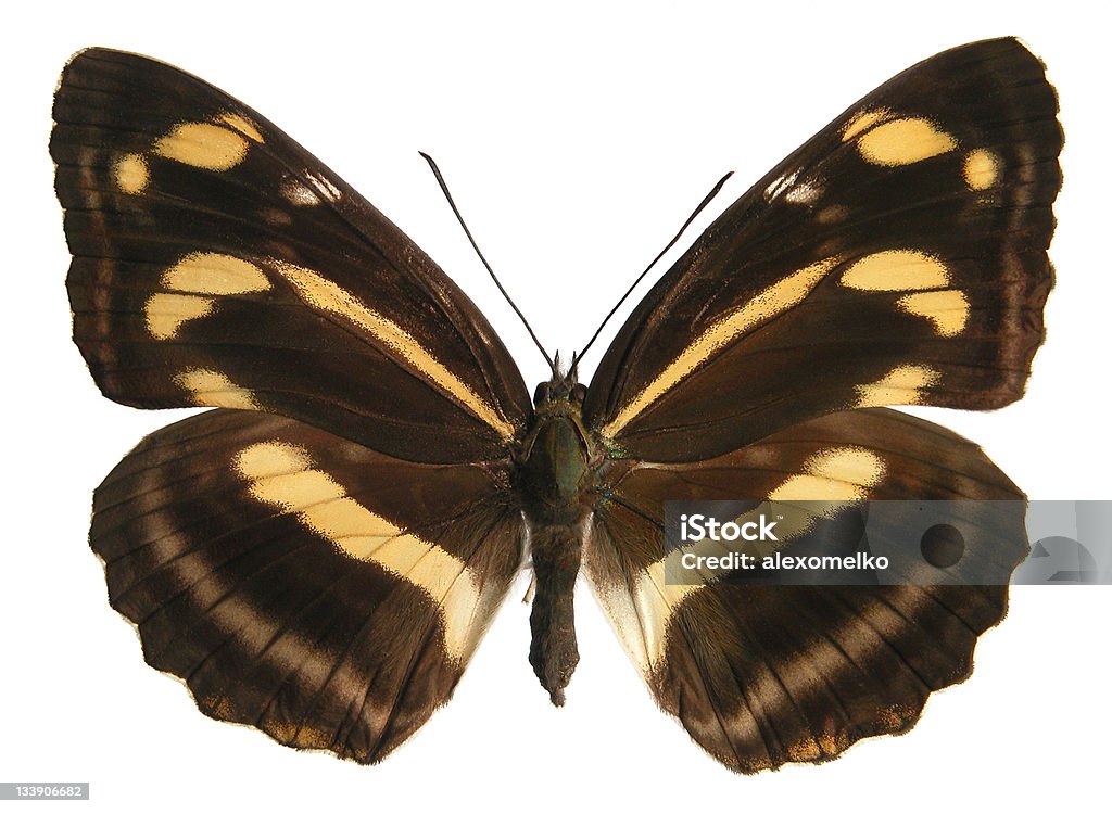 Neptis thisbe Neptis thisbe butterfly Animal Body Part Stock Photo