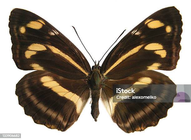 Neptis Thisbe Stock Photo - Download Image Now - Animal Body Part, Animal Wing, Black Color