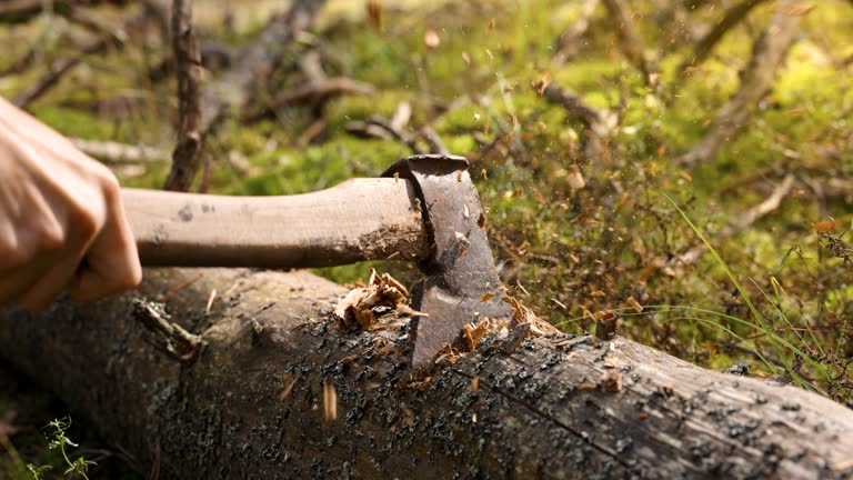 chopping fallen tree in the forest with ax. slow motion