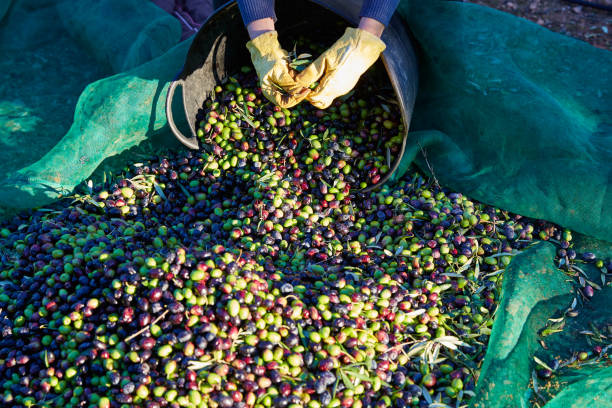 istock Olives harvest picking hands at Mediterranean 1339067600