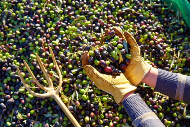 Olives harvest picking hands at Mediterranean stock photo