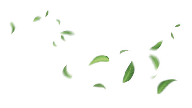 hojas flotantes verdes hojas voladoras hojas verdes bailando, purificador de aire atmósfera imagen principal simple - leaves fotografías e imágenes de stock