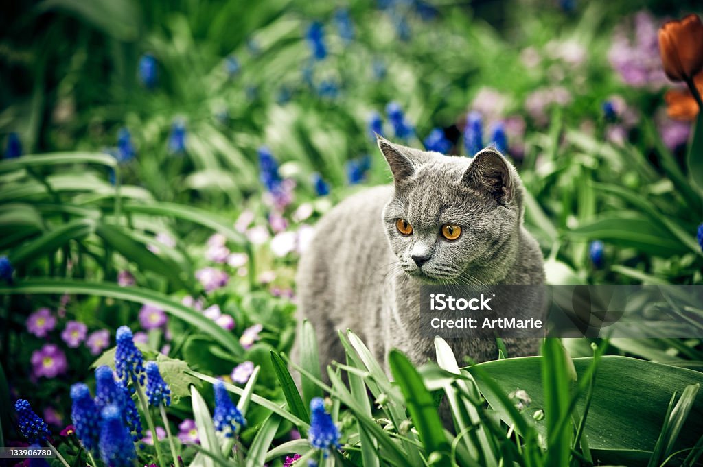 Mignon Chaton quelques oudoors - Photo de Chat domestique libre de droits